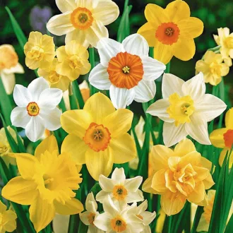 Narcissus mix - Nárcisz színkeverék 15 db/csomag