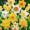Narcissus mix - Nárcisz színkeverék 15 db/csomag