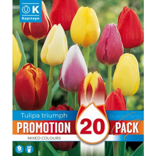 Tulipa Triumph mix - Tulipán Triumph színkeverék – 20 db/csomag