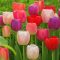 Tulipa Darwin Hibrid pastel Mix - Tulipán Darwin – 20 db/csomag
