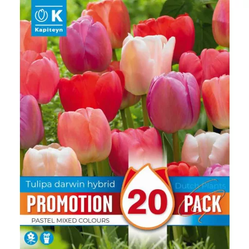 Tulipa Darwin Hibrid pastel Mix - Tulipán Darwin – 20 db/csomag