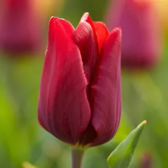 Tulipa Triumph Red - Tulipán Triumph Piros - 20db/csomag