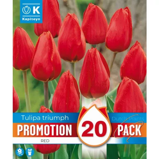 Tulipa Triumph Red - Tulipán Triumph Piros - 20db/csomag