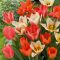 Tulipa Botanical mix - Tulipán Botanikai színkeverék 20 db/csomag