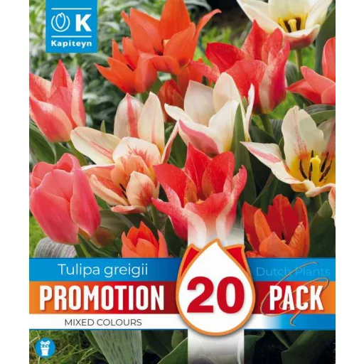 Tulipa Botanical mix - Tulipán Botanikai színkeverék 20 db/csomag