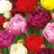 Tulipa Double mix - Tulipán Double színkeverék 15 db/csomag