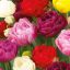 Tulipa Double mix - Tulipán Double színkeverék 15 db/csomag