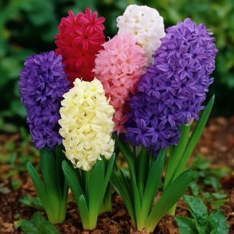 Hyacinthus mix - Jácint színkeverék – 8 db/csomag