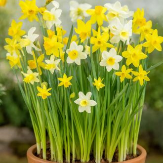 Narcis Botanical - Botanikai nárcisz keverék 30 db/csomag