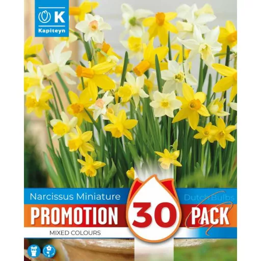 Narcis Botanical - Botanikai nárcisz keverék 30 db/csomag