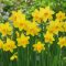 Narcissus Tete a Tete - Nárcisz ‘Tete-a-Tete’ – 30 db/csomag