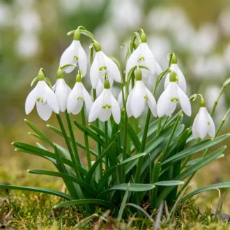 Galanthus nivalis – Hóvirág (20 db) (Virághagyma) – Hóvirág, tőzike