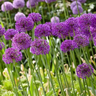 Allium ‘Purple Sensation’ - Allium díszhagyma 10 db/csomag