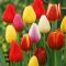 Tulipa Triumph mix - Tulipán Triumph keverék 6 db/csomag