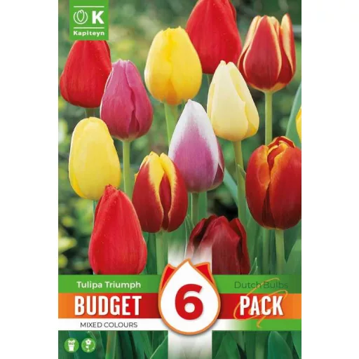 Tulipa Triumph mix - Tulipán Triumph keverék 6 db/csomag