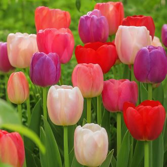 Tulipa Darwin-hibrid pasztel Mix - Tulipán Darwin hibrid – 6 db/csomag