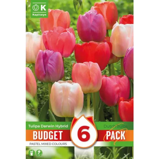 Tulipa Darwin-hibrid pasztel Mix - Tulipán Darwin hibrid – 6 db/csomag