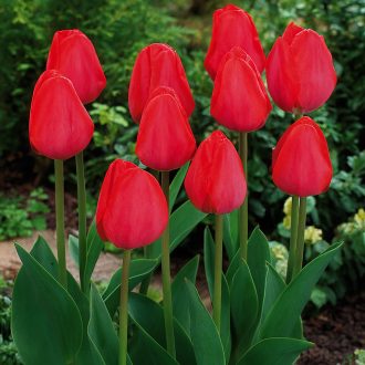 Tulipa Darwin hibrid Red - Tulipán Darwin hibrid ‘Piros’ – 6 db/csomag