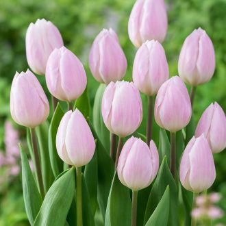 Tulipa Single early Pink - Tulipán Single early rózsaszín 6 db/csomag