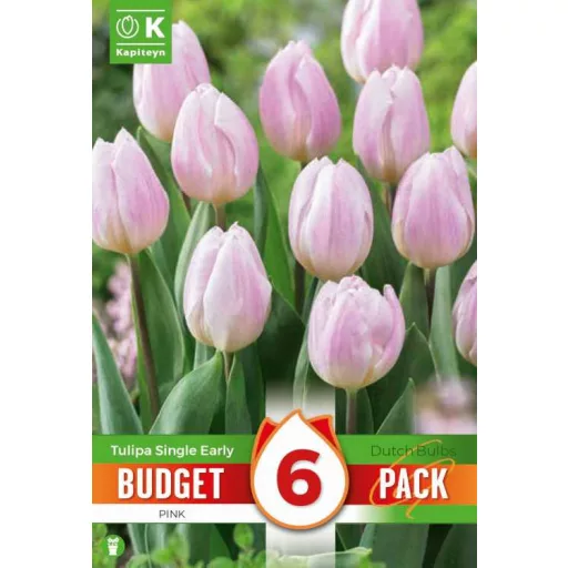 Tulipa Single early Pink - Tulipán Single early rózsaszín 6 db/csomag