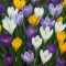 Crocus mix - Krókusz színkeverék 8 db/ csomag (Virághagyma)