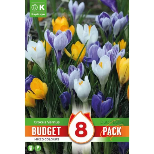 Crocus mix - Krókusz színkeverék 8 db/ csomag (Virághagyma)