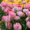 Tulipa Double Finola - Tulipán Double Finola 12db/csomag