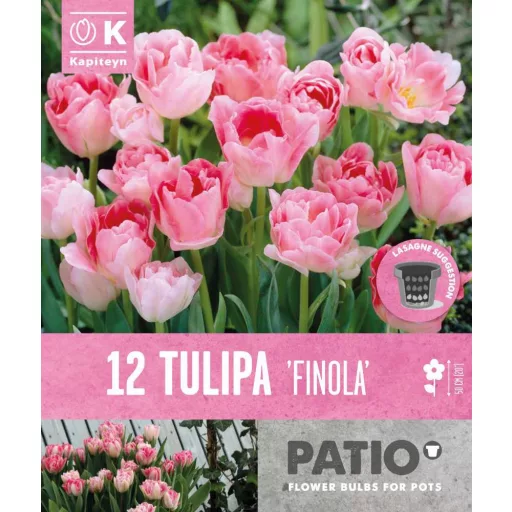 Tulipa Double Finola - Tulipán Double Finola 12db/csomag