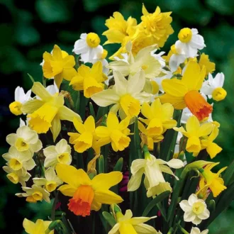 Narcissus mix - Nárcisz Nárcisz színkeverék 50db/csomag