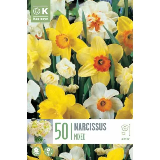 Narcissus mix - Nárcisz Nárcisz színkeverék 50db/csomag