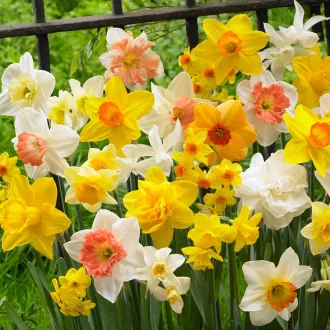 Narcis Botanical mix - Nárcisz Botanikai mix 100db/csomag