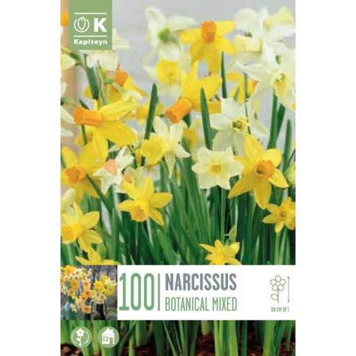 Narcis Botanical mix - Nárcisz Botanikai mix 100db/csomag