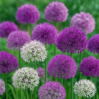 Allium Mixed Colours - Allium díszhagyma keverék 40 db/csomag