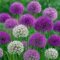 Allium Mixed Colours - Allium díszhagyma keverék 40 db/csomag