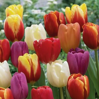 Tulipa Triumph mix - Tulipán Triumph színkeverék 50 db/csomag