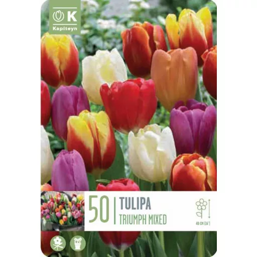 Tulipa Triumph mix - Tulipán Triumph színkeverék 50 db/csomag