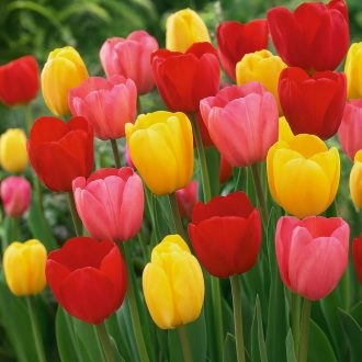 Tulipa Darwin hibrid mix - Tulipán Darwin hibrid – 50 db/csomag