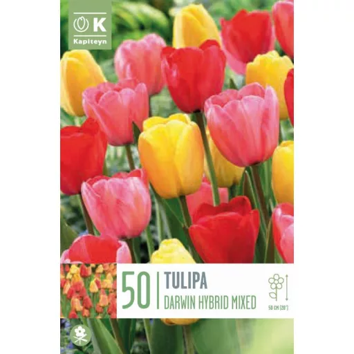 Tulipa Darwin hibrid mix - Tulipán Darwin hibrid – 50 db/csomag