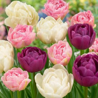 Tulipa Double pastel mix - Tulipán Double pasztel – 40 db/csomag