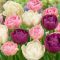 Tulipa Double pastel mix - Tulipán Double pasztel – 40 db/csomag