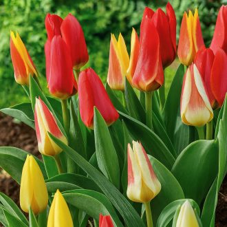Tulipa Botanical mix - Botanikai tulipán színkeverék 50 db/csomag