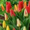 Tulipa Botanical mix - Botanikai tulipán színkeverék 50 db/csomag