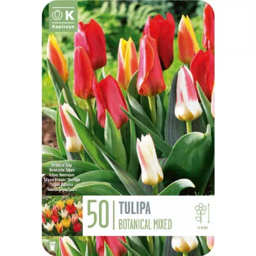 Tulipa Botanical mix - Botanikai tulipán színkeverék 50 db/csomag