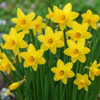 Narcissus Tete a Tete - Nárcisz ‘Tete-a-Tete’ – 75 db/csomag