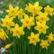 Narcissus Tete a Tete - Nárcisz ‘Tete-a-Tete’ – 75 db/csomag
