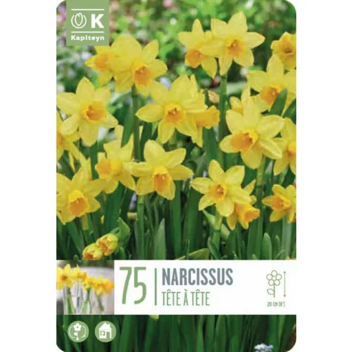 Narcissus Tete a Tete - Nárcisz ‘Tete-a-Tete’ – 75 db/csomag