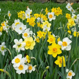 Narcissus Botanical Mix - Nárcisz botanikai színkeverék 50 db/csomag