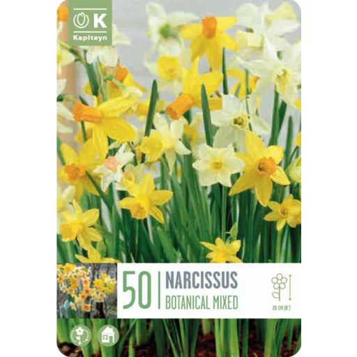Narcissus Botanical Mix - Nárcisz botanikai színkeverék 50 db/csomag