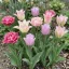 Shades of Colour Tulipa ‘Pink Shades’ – Rózsaszín árnyalatú tulipánmix