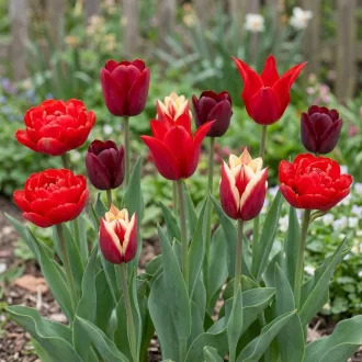 Shades of Colour Tulipa ‘Red Shades’ – Piros árnyalatú tulipánkeverék